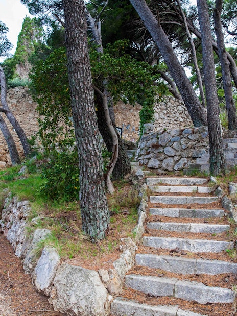 Stone steps and trees in Park Gradac, Dubrovnik.