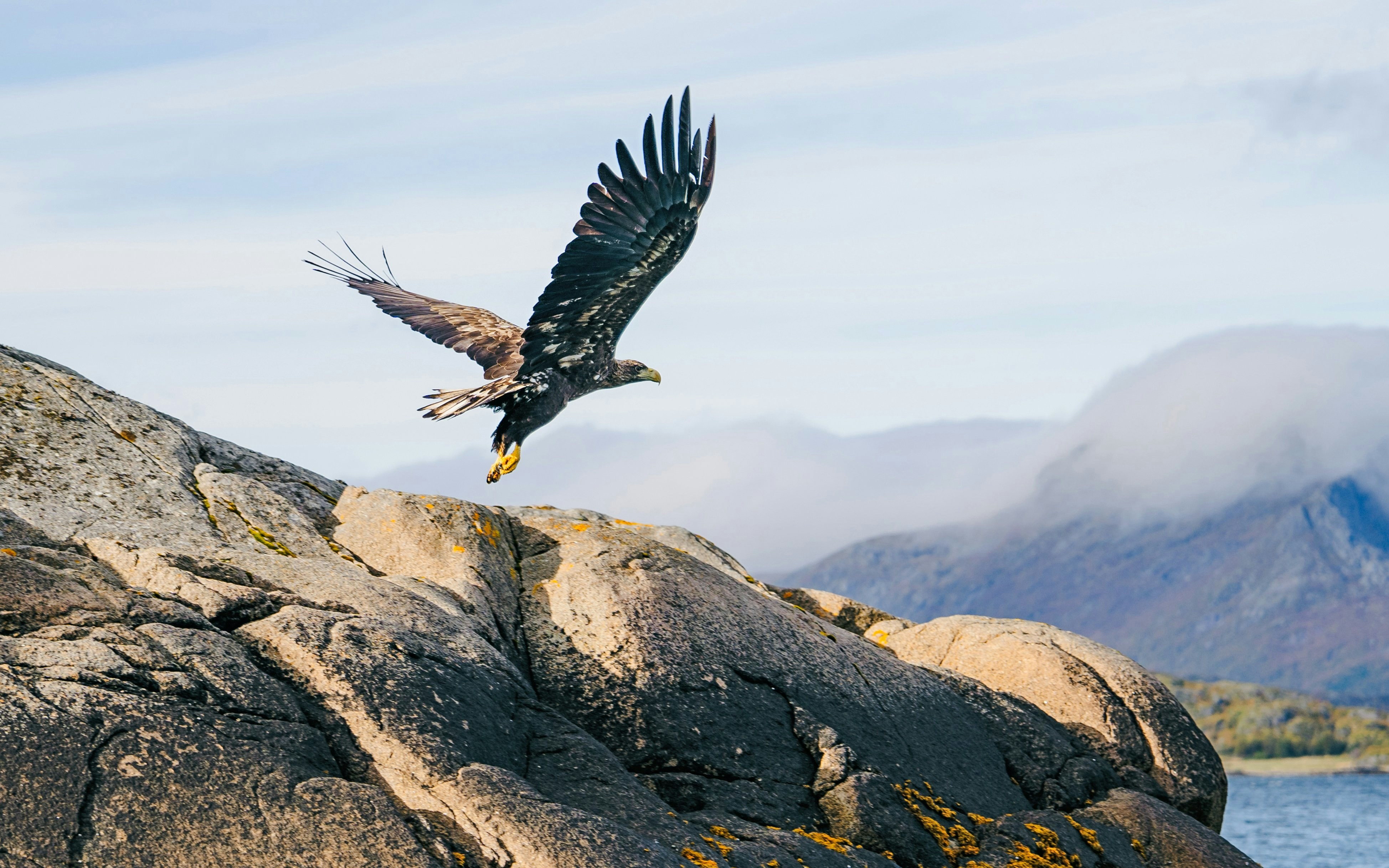 Sea eagle soaring over rocky cliffs in Lofoten, Norway.