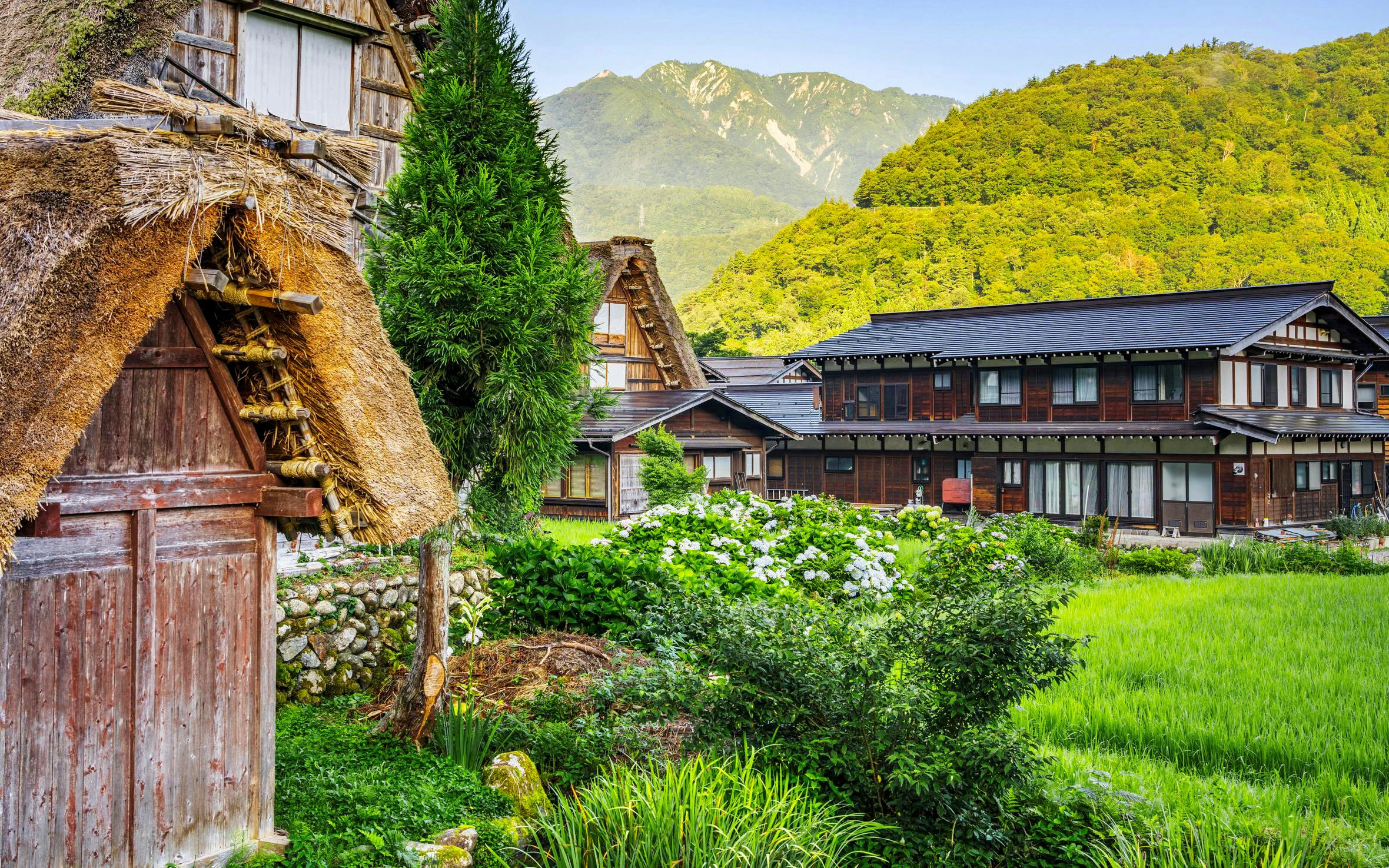Thatch-roof farmhouses in Ogimachi, Shirakawa, Japan, with lush greenery and mountains.
