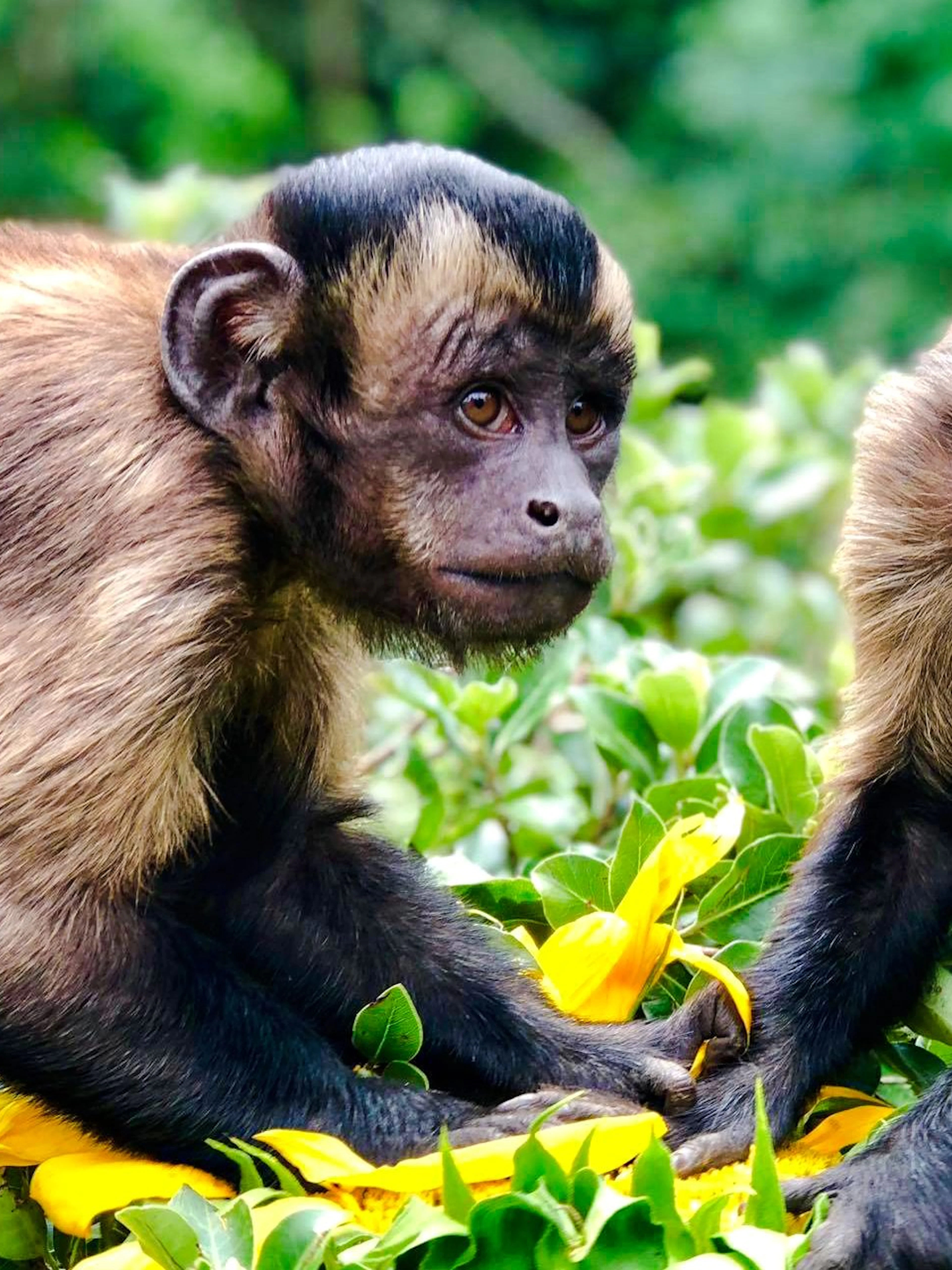 Capuchin monkeys exploring lush greenery.