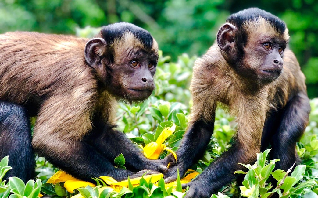 Capuchin monkeys exploring lush greenery.
