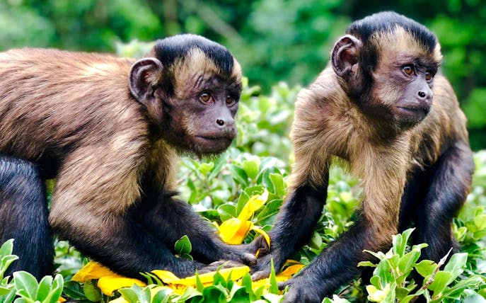 Capuchin monkeys exploring lush greenery.