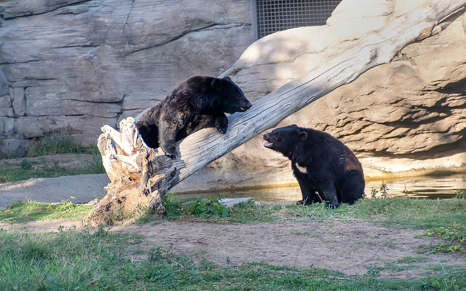Bears interacting on a log at Sharjah Desert Park.