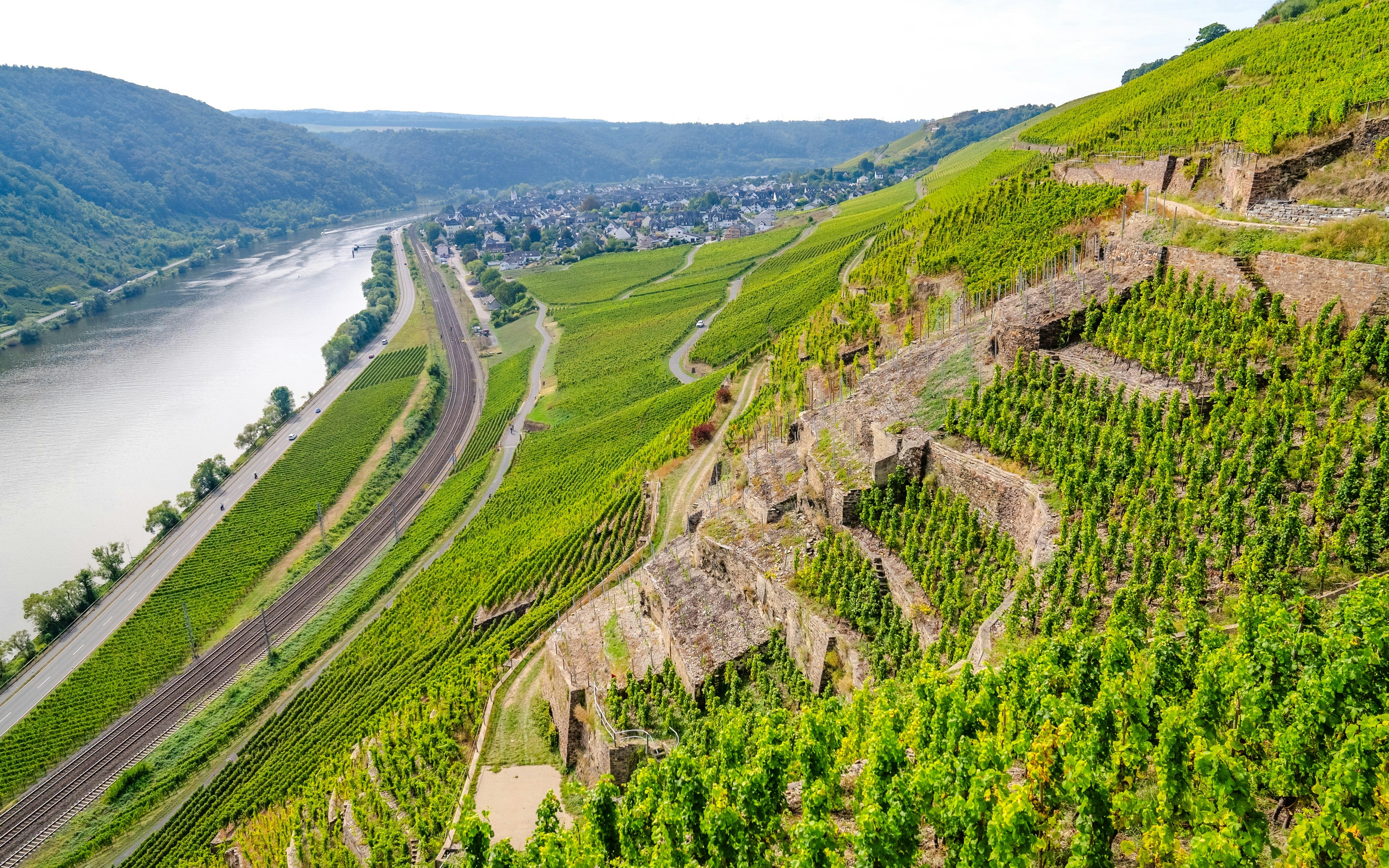 Vineyards along the Moselle River near Koblenz, Germany.