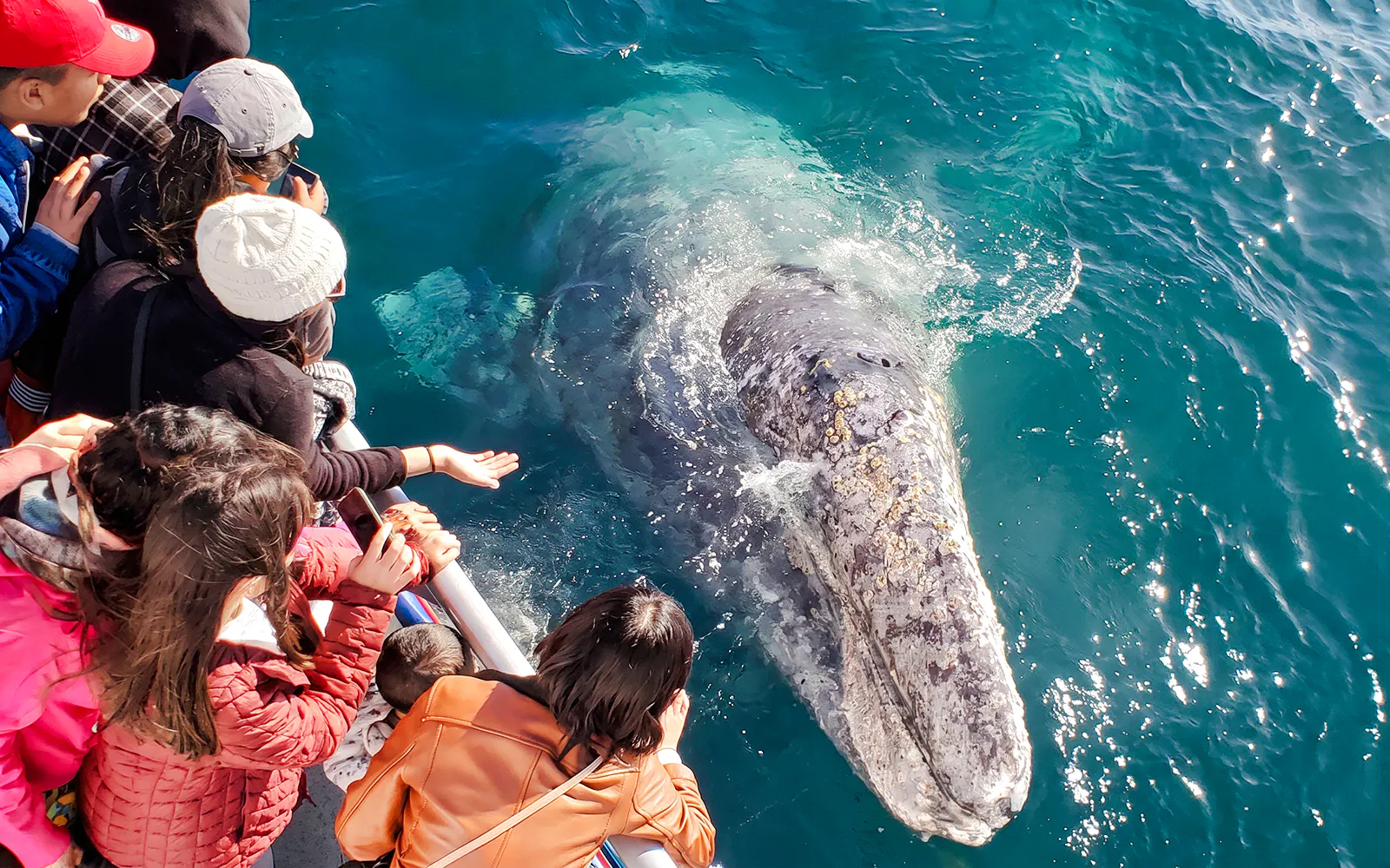 People observing a gray whale close to a boat during a Newport Beach whale watching cruise.