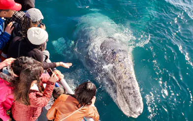 People observing a gray whale close to a boat during a Newport Beach whale watching cruise.