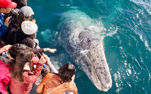 People observing a gray whale close to a boat during a Newport Beach whale watching cruise.