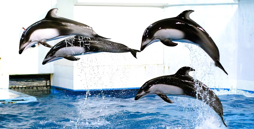 Noboribetsu Marine Park Nixe