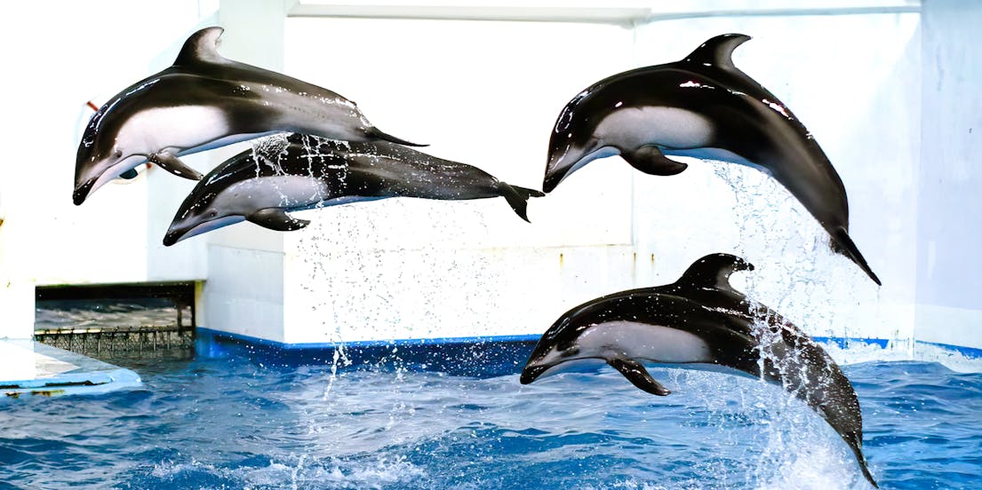 Noboribetsu Marine Park Nixe