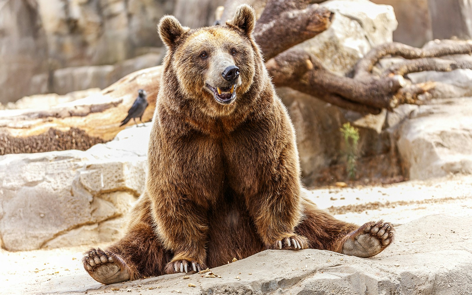 Grizzly bears in their natural habitat at Yellowstone National Park, USA.