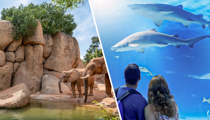 Elephants at Bioparc and visitors viewing sharks at Oceanographic in Valencia.