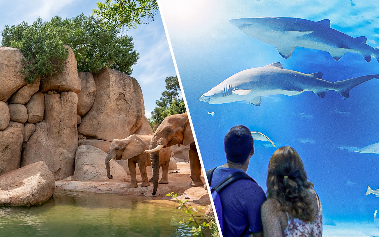 Elephants at Bioparc and visitors viewing sharks at Oceanographic in Valencia.