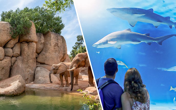Elephants at Bioparc and visitors viewing sharks at Oceanographic in Valencia.