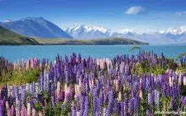 Lupins blooming by Lake Tekapo with Southern Alps in the background, Christchurch to Queenstown tour.