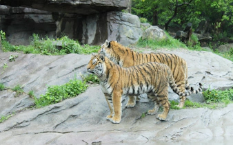 Tigers on rocky terrain at Zurich Zoo, Switzerland.