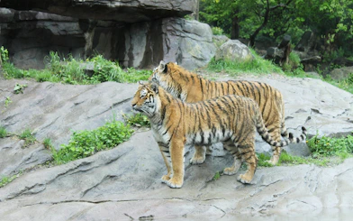 Tigers on rocky terrain at Zurich Zoo, Switzerland.