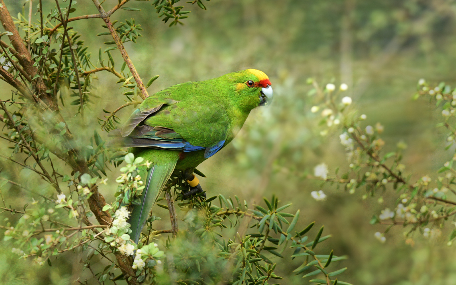 Yellow-crowned parakeet perched on a branch in Milford Sound, New Zealand.