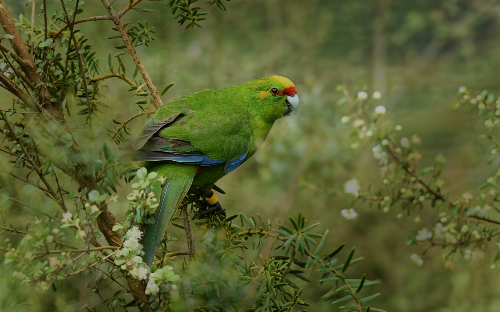 Yellow-crowned parakeet perched on a branch in Milford Sound, New Zealand.