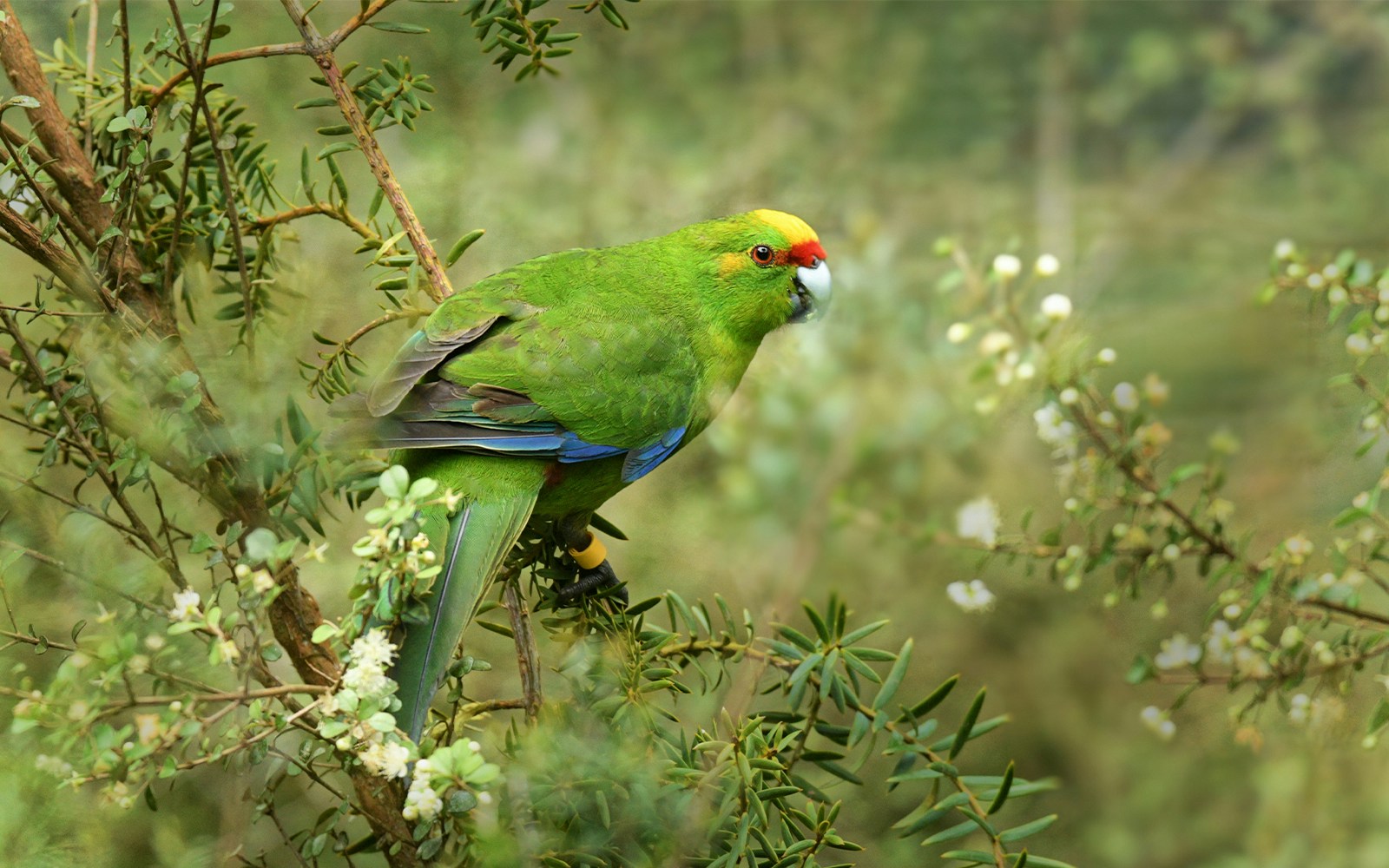 Parrot perched on a branch in New Zealand forest.