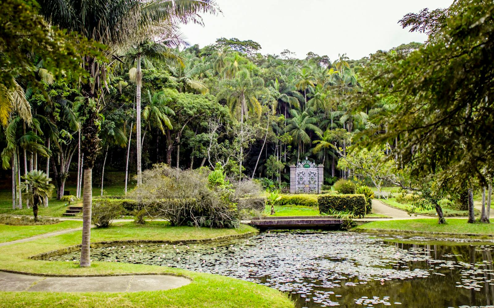 Lush greenery and pond at Jardim Botânico, São Paulo.