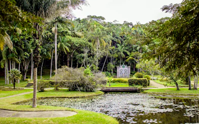 Lush greenery and pond at Jardim Botânico, São Paulo.