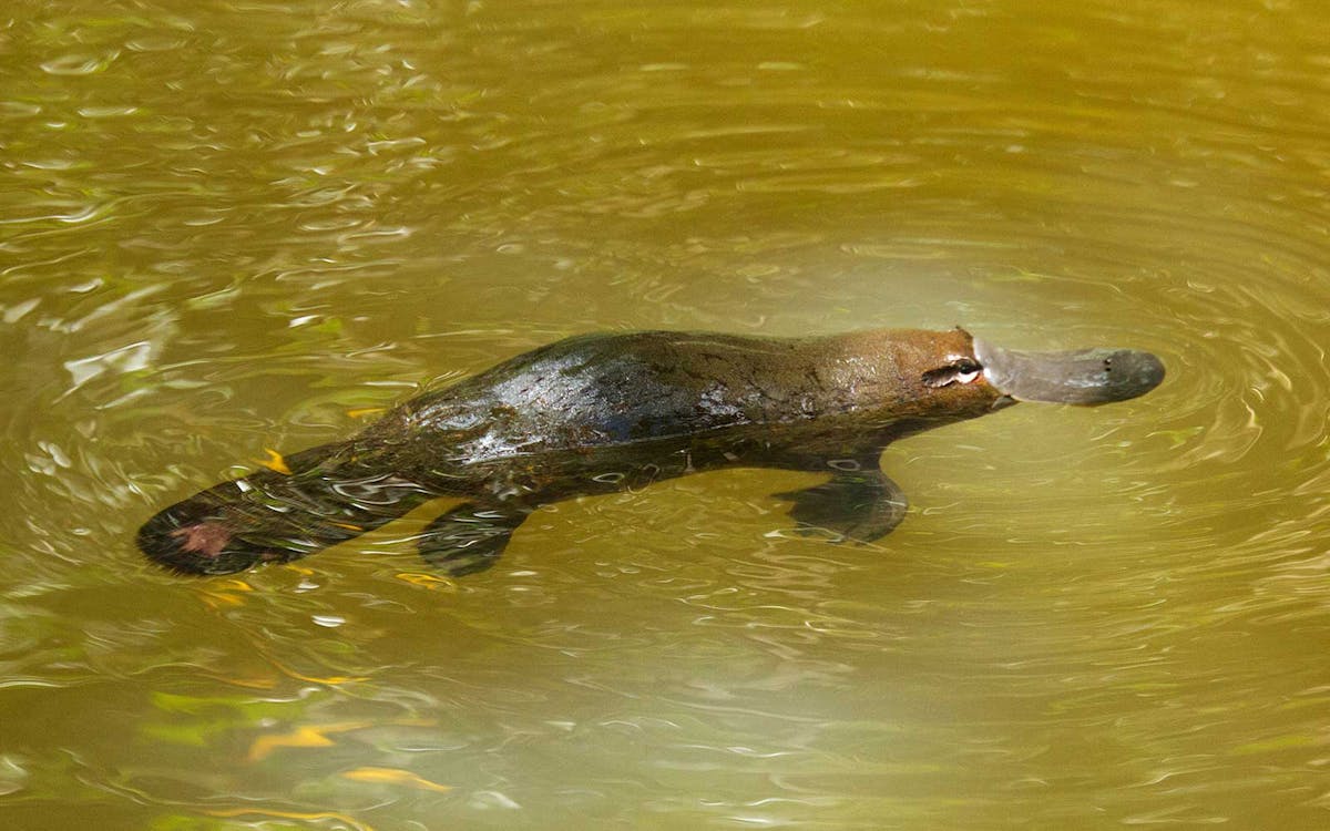8-hour rainforest wildlife guided night tour from cairns-8 8-hour rainforest wildlife guided night tour from cairns-8