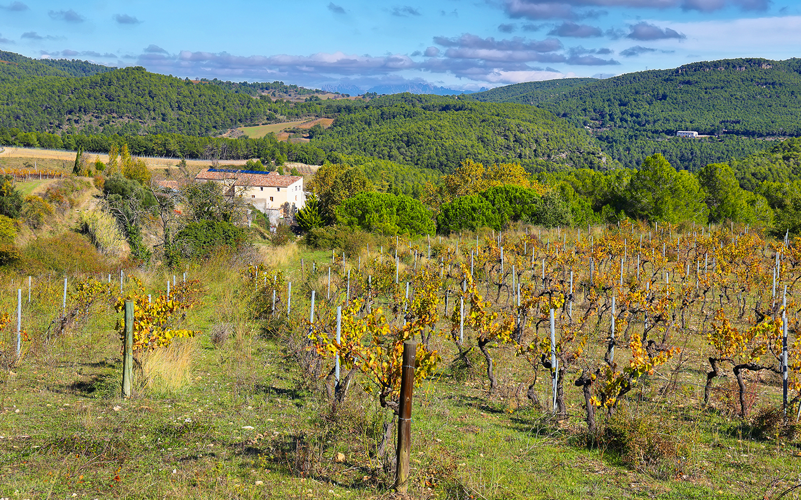 Landscape with autumn vineyards and farms in Montserrat