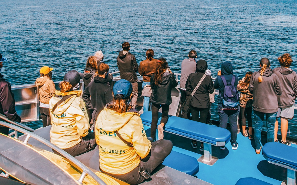 People on a whale watching boat tour, observing the ocean.