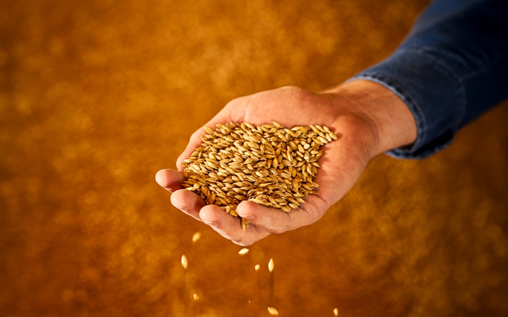 Hand holding barley grains at Guinness Storehouse, Dublin.