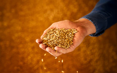 Hand holding barley grains at Guinness Storehouse, Dublin.