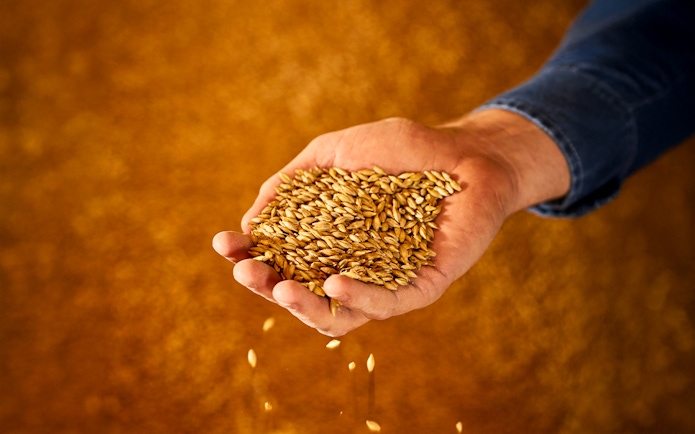 Hand holding barley grains at Guinness Storehouse, Dublin.