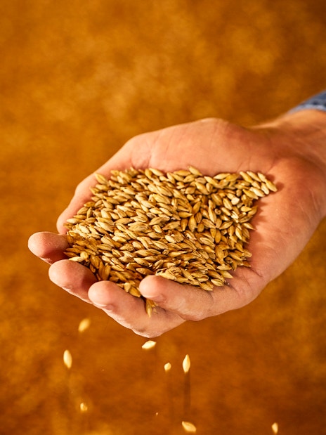 Hand holding barley grains at Guinness Storehouse, Dublin.