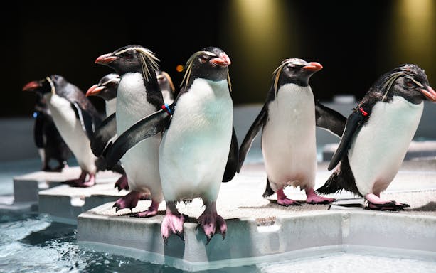 Penguins standing on a platform at AOAO Sapporo aquarium.