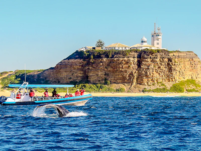 Newcastle Whale Watching Eco Cruise - Newcastle