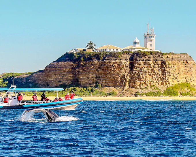 Newcastle Whale Watching Eco Cruise