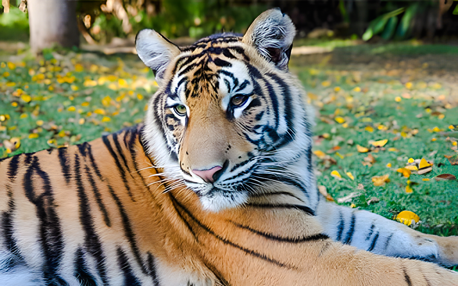 Javi the tiger at Tiger Island, Dreamworld, Gold Coast.