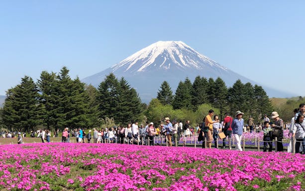 Tourists walking through pink flower fields with Mt. Fuji in the background, Hakone sightseeing.