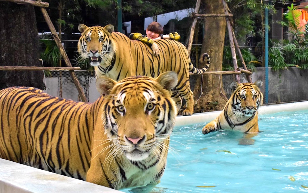 Tigers in a pool at The Tiger Park Phuket with a visitor nearby.