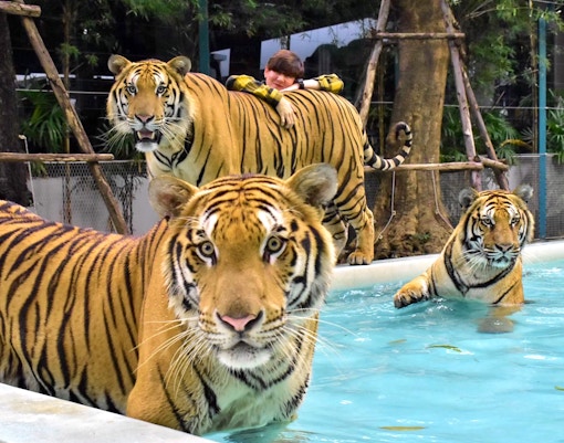 Tiger Park Phuket Tickets