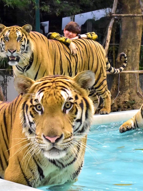 Tigers in a pool at The Tiger Park Phuket with a visitor nearby.