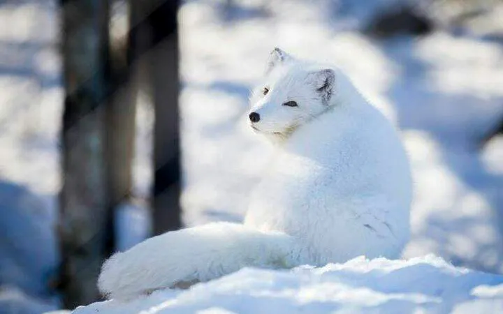 Arctic fox in snow at Ranua Zoo, Rovaniemi.