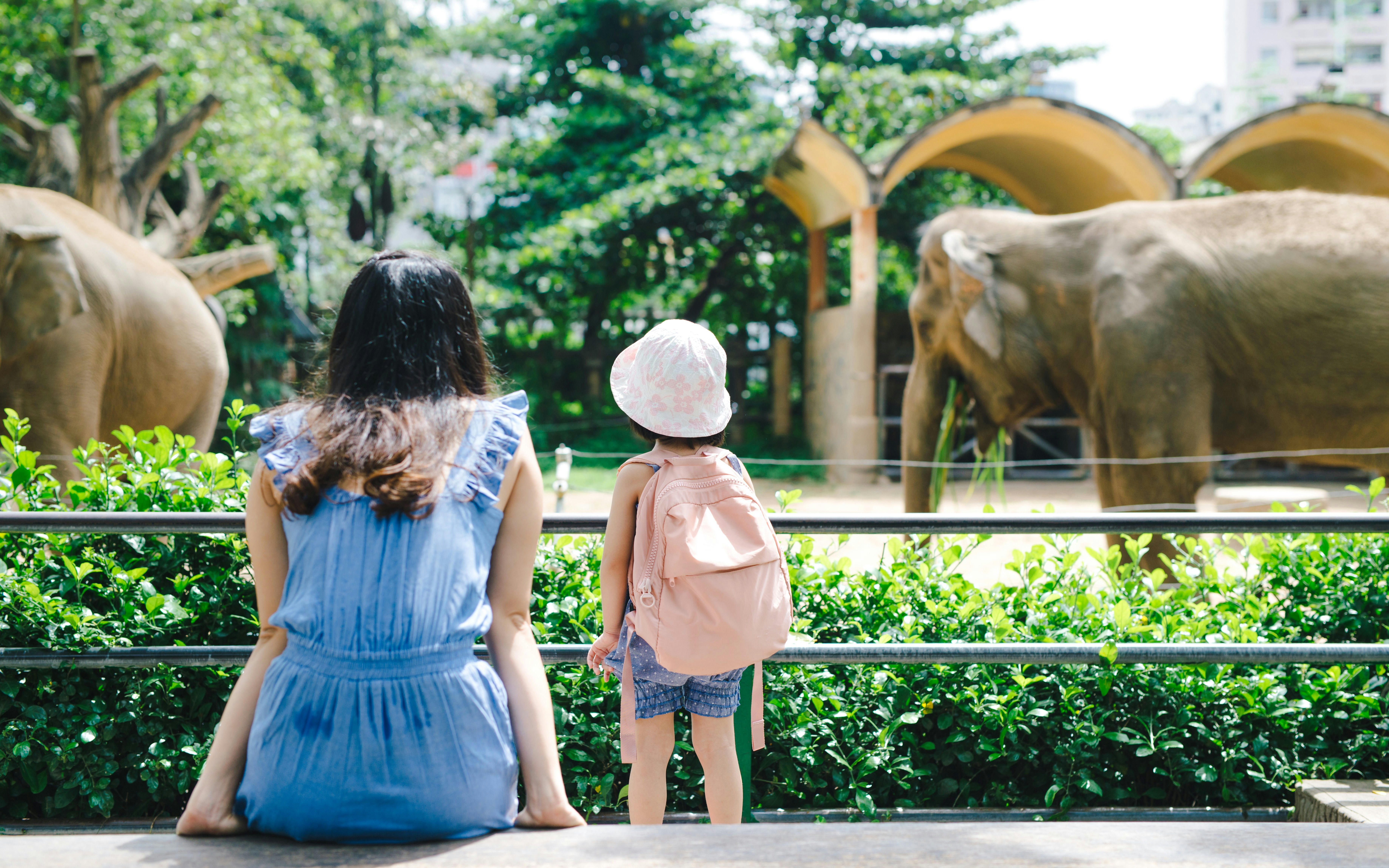 Mother and daughter feeding elephants at a zoo.