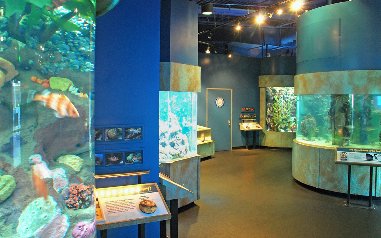 Aquarium of the Bay interior with fish tanks and informational displays.