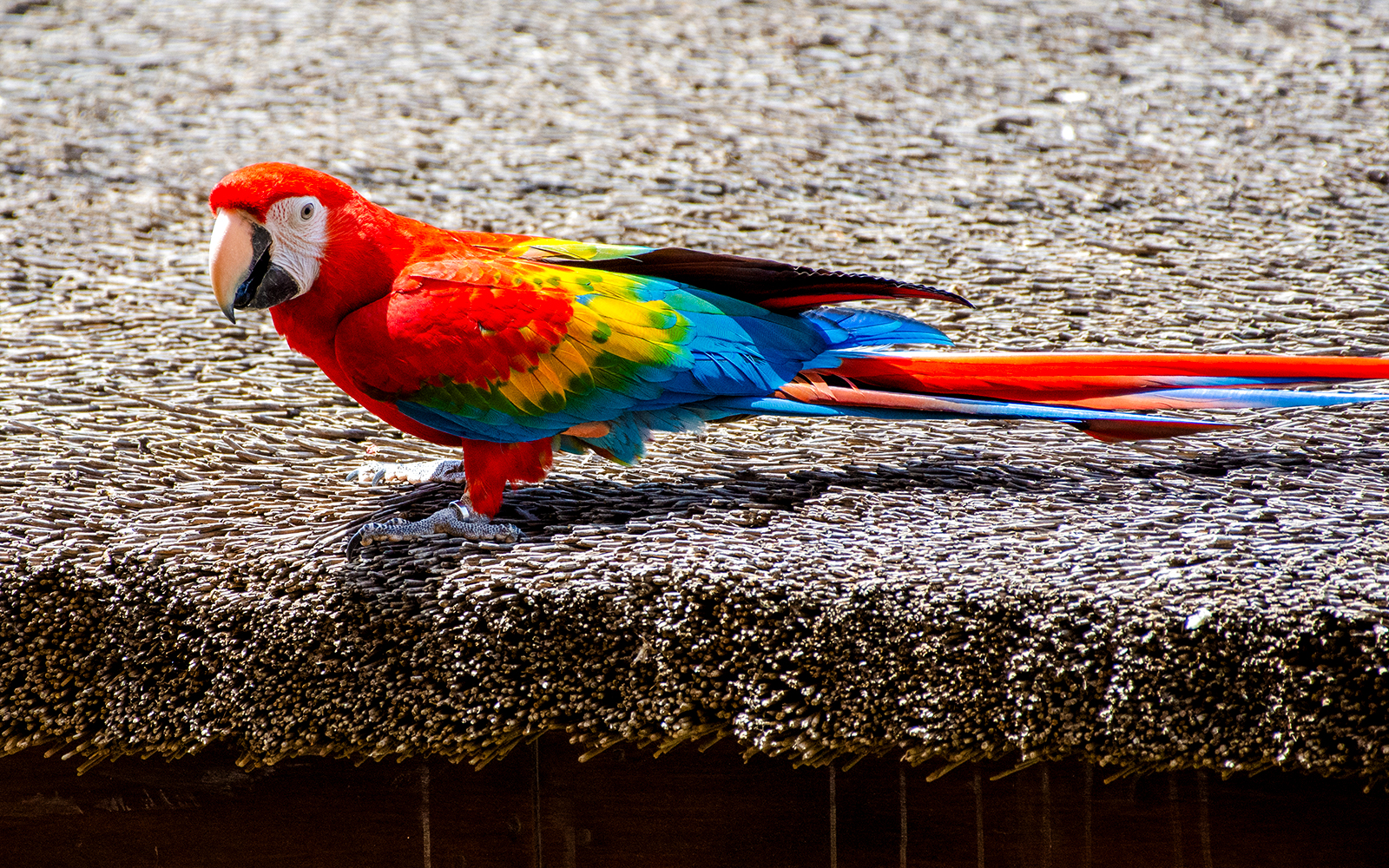 Scarlet macaw with vibrant red, blue, and yellow feathers perched on a textured surface.
