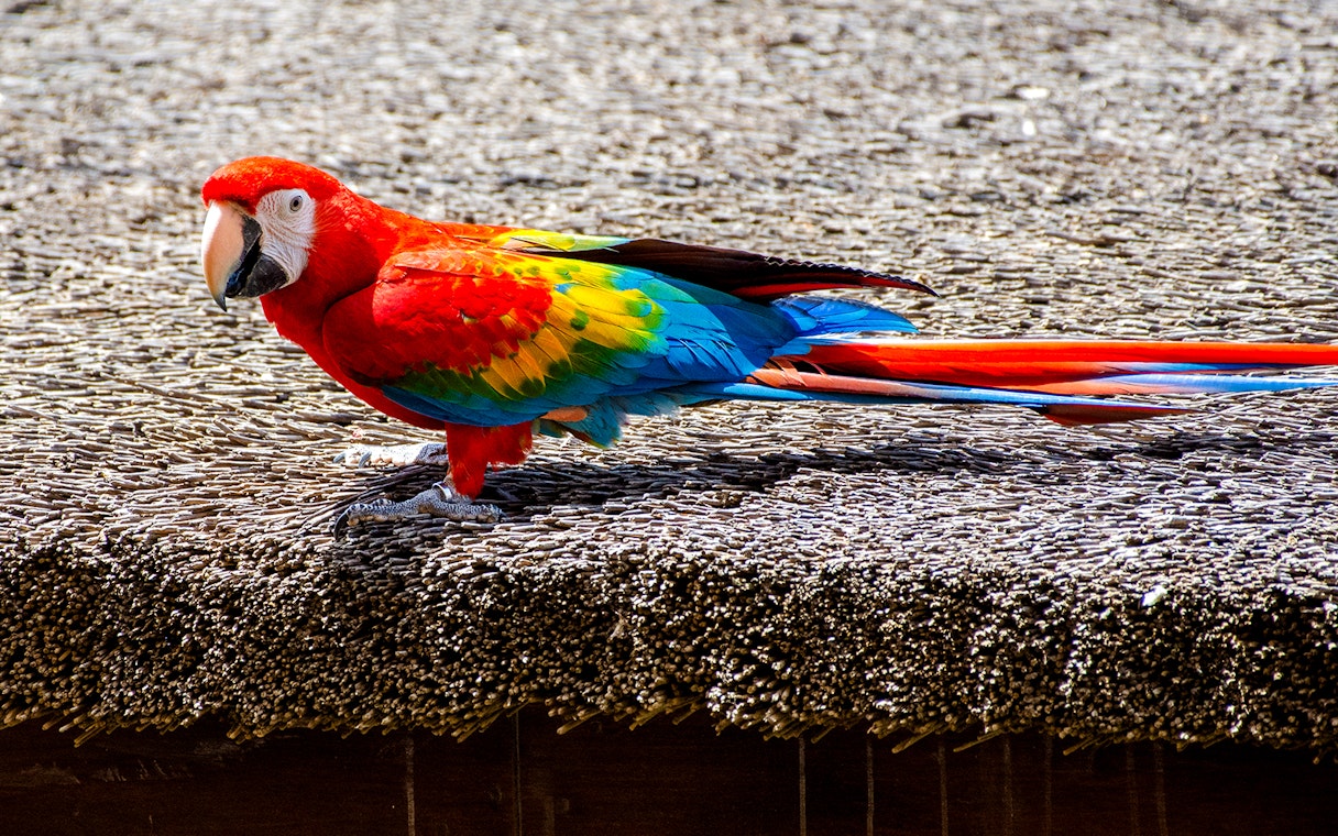 Scarlet macaw with vibrant red, blue, and yellow feathers perched on a textured surface.