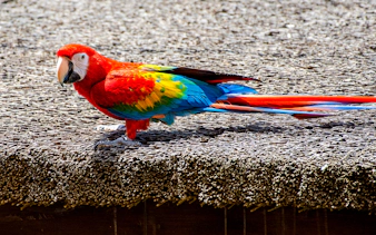 Scarlet macaw with vibrant red, blue, and yellow feathers perched on a textured surface.
