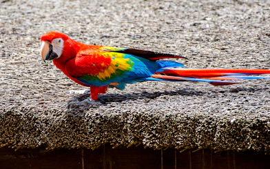 Scarlet macaw with vibrant red, blue, and yellow feathers perched on a textured surface.