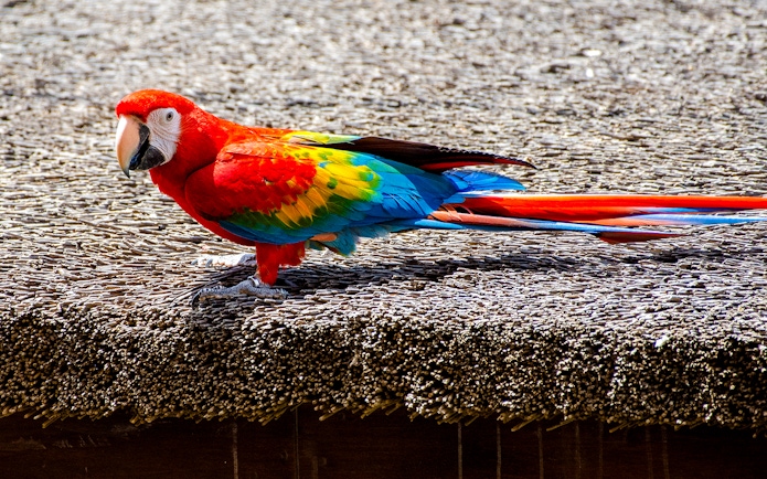 Scarlet macaw with vibrant red, blue, and yellow feathers perched on a textured surface.