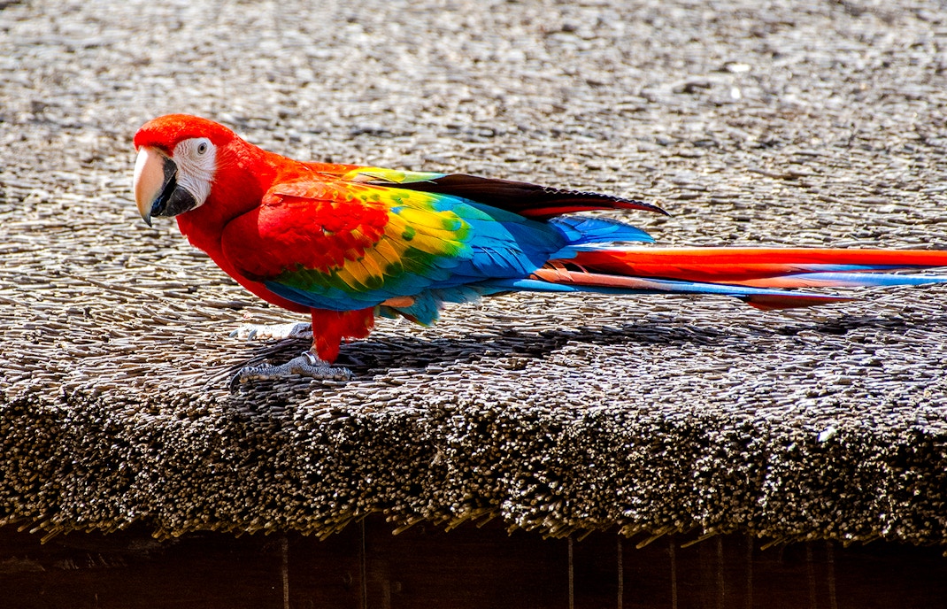 Scarlet macaw in flight displaying vibrant red, blue, and yellow plumage in a tropical setting.