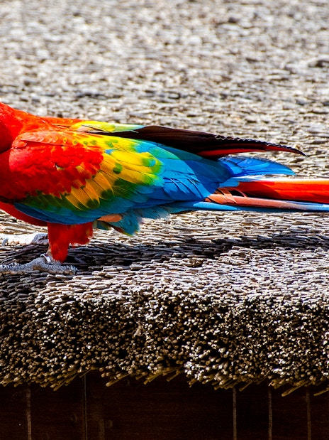 Scarlet macaw with vibrant red, blue, and yellow feathers perched on a textured surface.